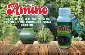 amino rau màu
